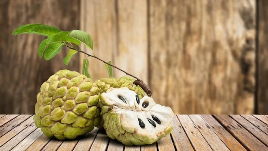 સ્વાસ્થ્ય માટે શા માટે ફાયદાકારક છે સીતાફળ? જાણો તેના ફાયદા 3 Custard Apple