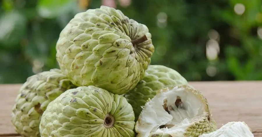 સ્વાસ્થ્ય માટે શા માટે ફાયદાકારક છે સીતાફળ? જાણો તેના ફાયદા 2 Custard Apple