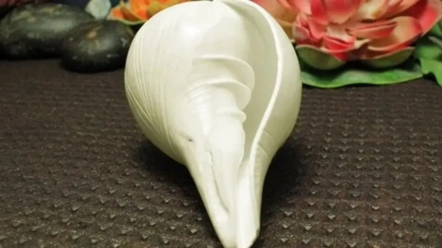 ઘરમાં શંખ રાખવાથી શું થાય છે? વાસ્તુ અનુસાર જાણો તેના નિયમો અને રહસ્ય 3 shells