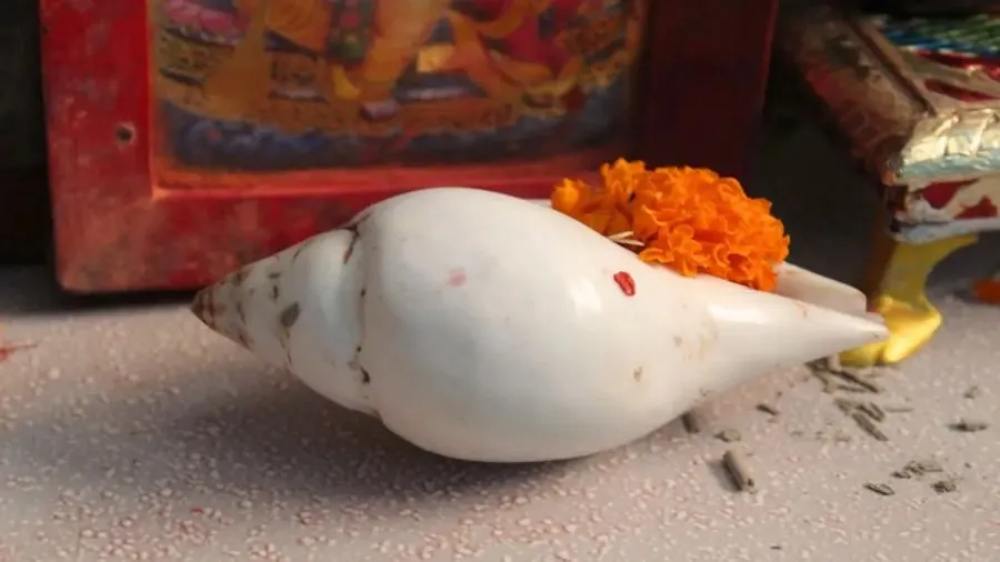 ઘરમાં શંખ રાખવાથી શું થાય છે? વાસ્તુ અનુસાર જાણો તેના નિયમો અને રહસ્ય 2 shells