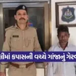 amreli marijuana plantation 1