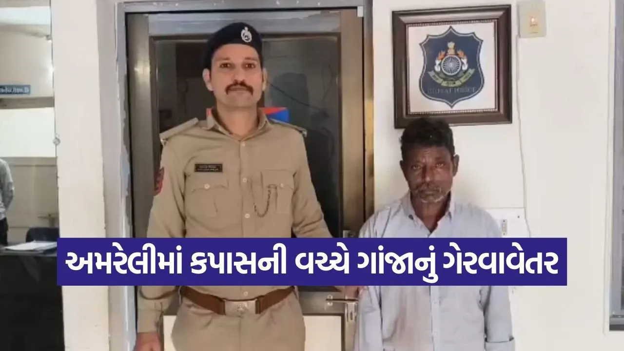 amreli marijuana plantation 1.jpg