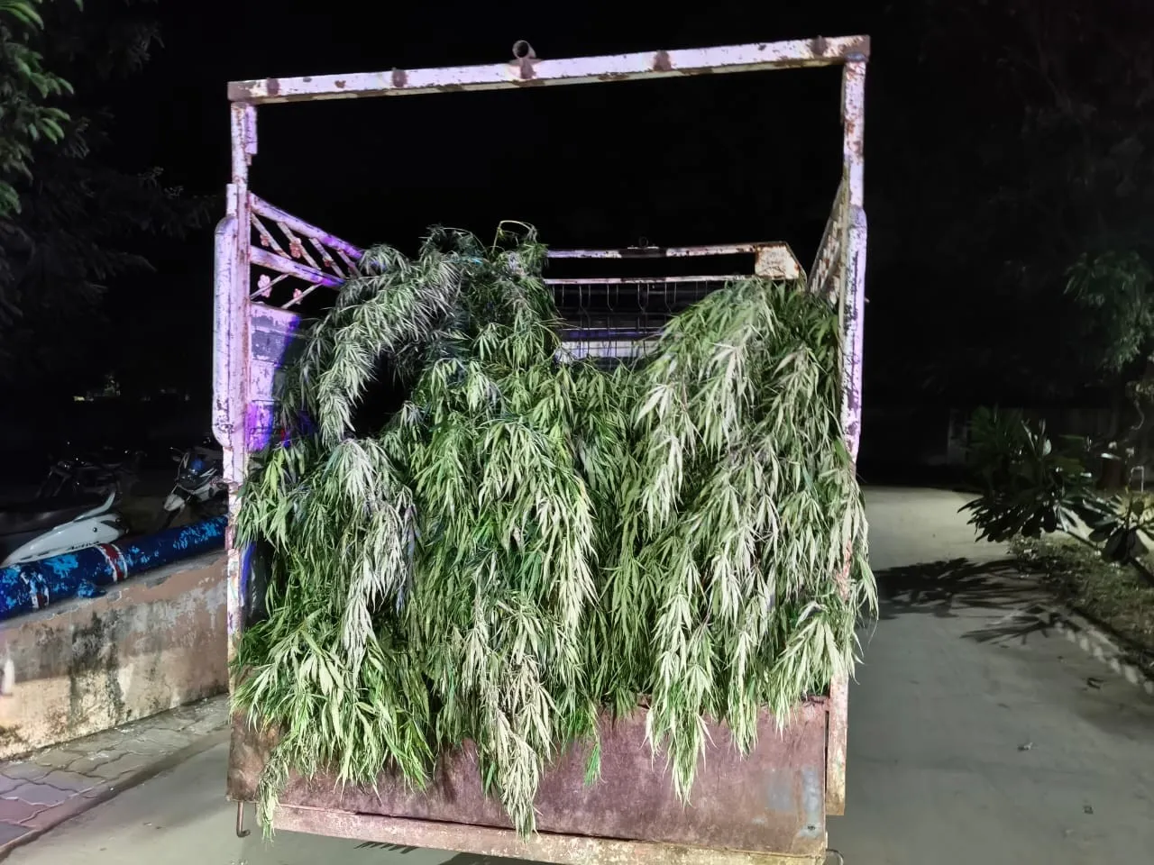 અમરેલીના લાઠીમાં કપાસની આડમાં છુપાવાયેલ ગાંજાના વાવેતરનો મોટો ભંડાફોડ 2 amreli marijuana plantation 1.png