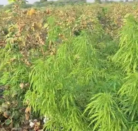 અમરેલીના લાઠીમાં કપાસની આડમાં છુપાવાયેલ ગાંજાના વાવેતરનો મોટો ભંડાફોડ 3 amreli marijuana plantation 2.png