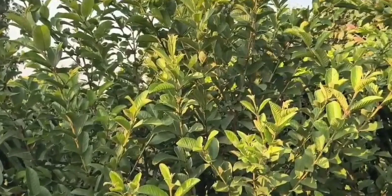 પ્રાકૃતિક ખેતીથી ખેડૂતને મળતી સતત આવક: મહુવાના જગદીશભાઈનું પંચસ્તરીય મોડેલ ચર્ચામાં 3 natural farming model 1.jpeg