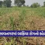 bhavnagar onion crop disease 1