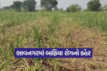 bhavnagar onion crop disease 1