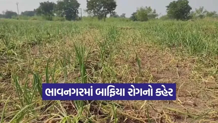 bhavnagar onion crop disease 1