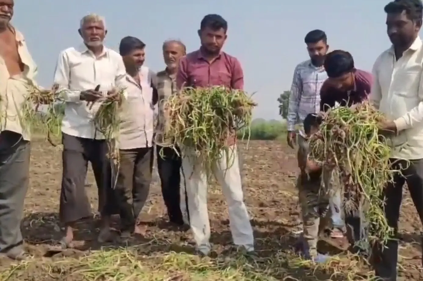 ભાવનગરમાં કમોસમી વરસાદ બાદ ડુંગળીના પાકમાં બાફિયા રોગનો પ્રકોપ, ખેડૂતોને વ્યાપક નુકસાન 2 bhavnagar onion crop disease 1.jpeg