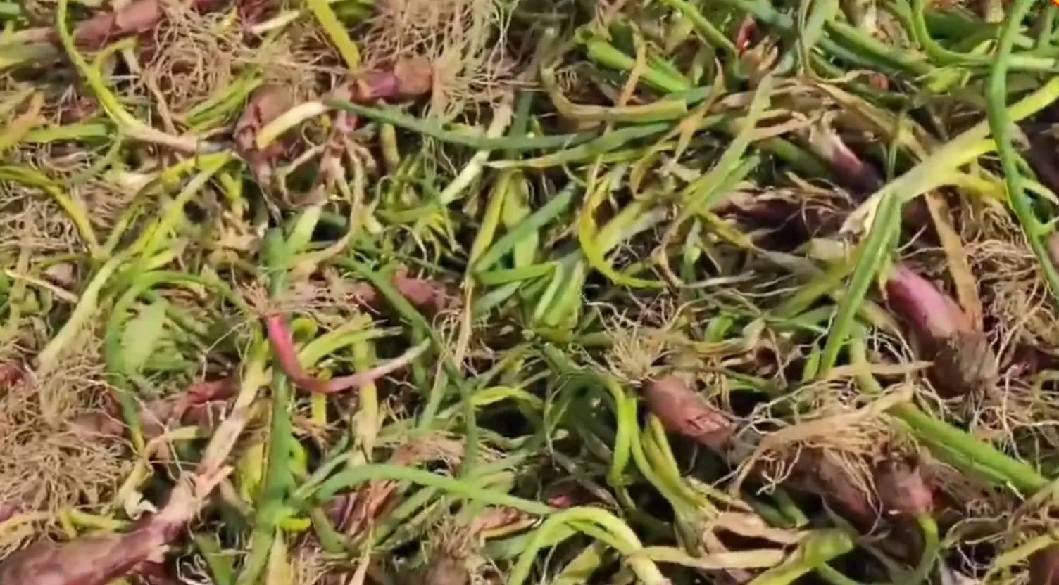 ભાવનગરમાં કમોસમી વરસાદ બાદ ડુંગળીના પાકમાં બાફિયા રોગનો પ્રકોપ, ખેડૂતોને વ્યાપક નુકસાન 3 bhavnagar onion crop disease 2.jpeg