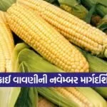 maize cultivation november guide 1