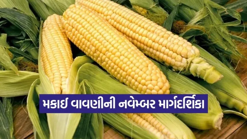 maize cultivation november guide 1