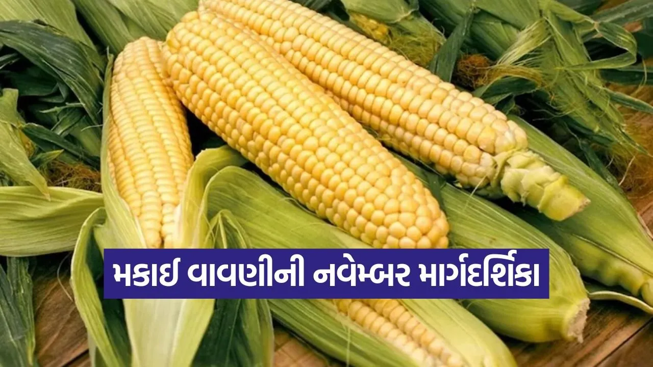 maize cultivation november guide 1.jpg