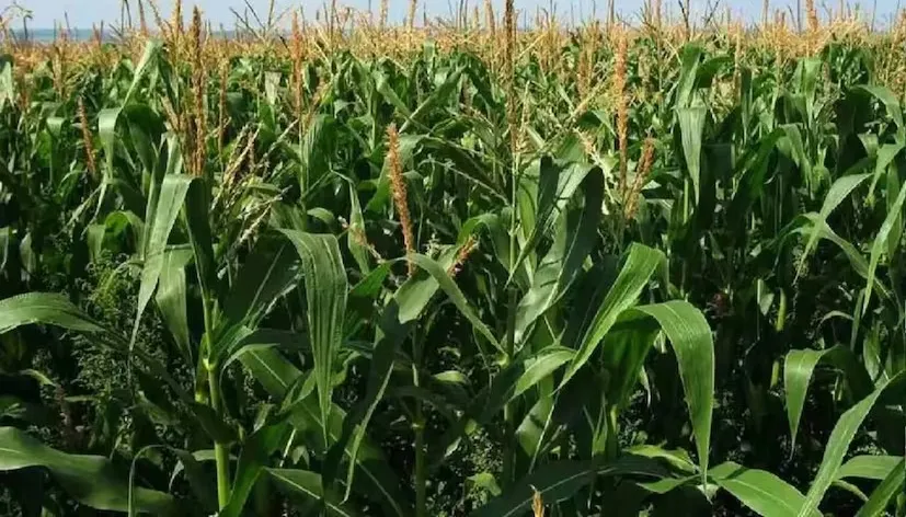 maize cultivation november guide 1.png