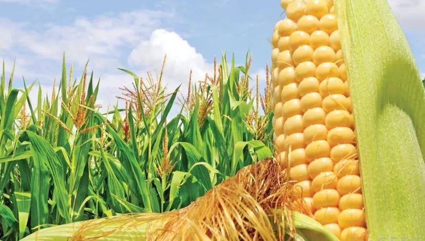 maize cultivation november guide 2.png