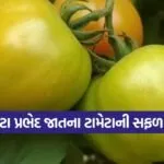 tomato farming innovation 1