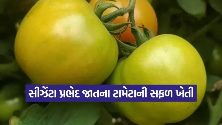 tomato farming innovation 1