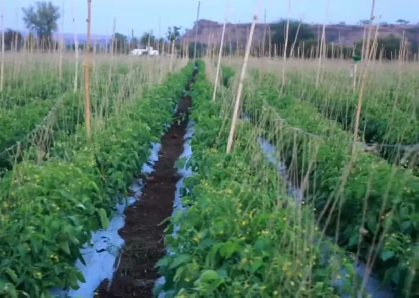 જૈવિક ખાતર અને નવી પદ્ધતિઓ સાથે વિજય કુમારનું અનોખું ટામેટા ઉત્પાદન મોડેલ 3 tomato farming innovation 1.png