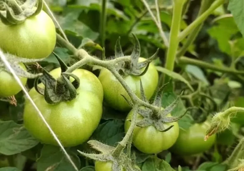 જૈવિક ખાતર અને નવી પદ્ધતિઓ સાથે વિજય કુમારનું અનોખું ટામેટા ઉત્પાદન મોડેલ 2 tomato farming innovation 2.png