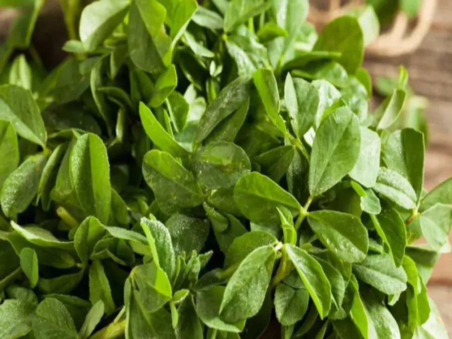 મેથી ધોવામાં આવતી માટી અને રેતીથી પરેશાન છો? આ ટ્રિક અપનાવો 3 meethi1.jpg