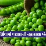 green pea cultivation 1