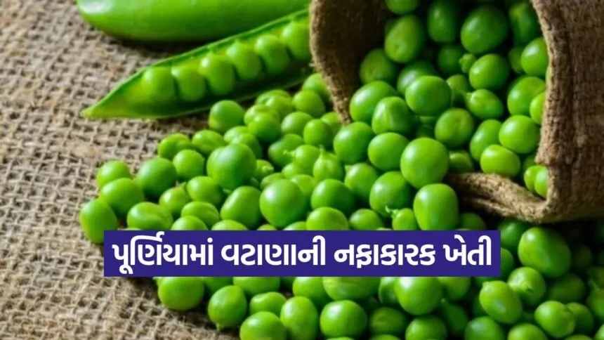 green pea cultivation 1