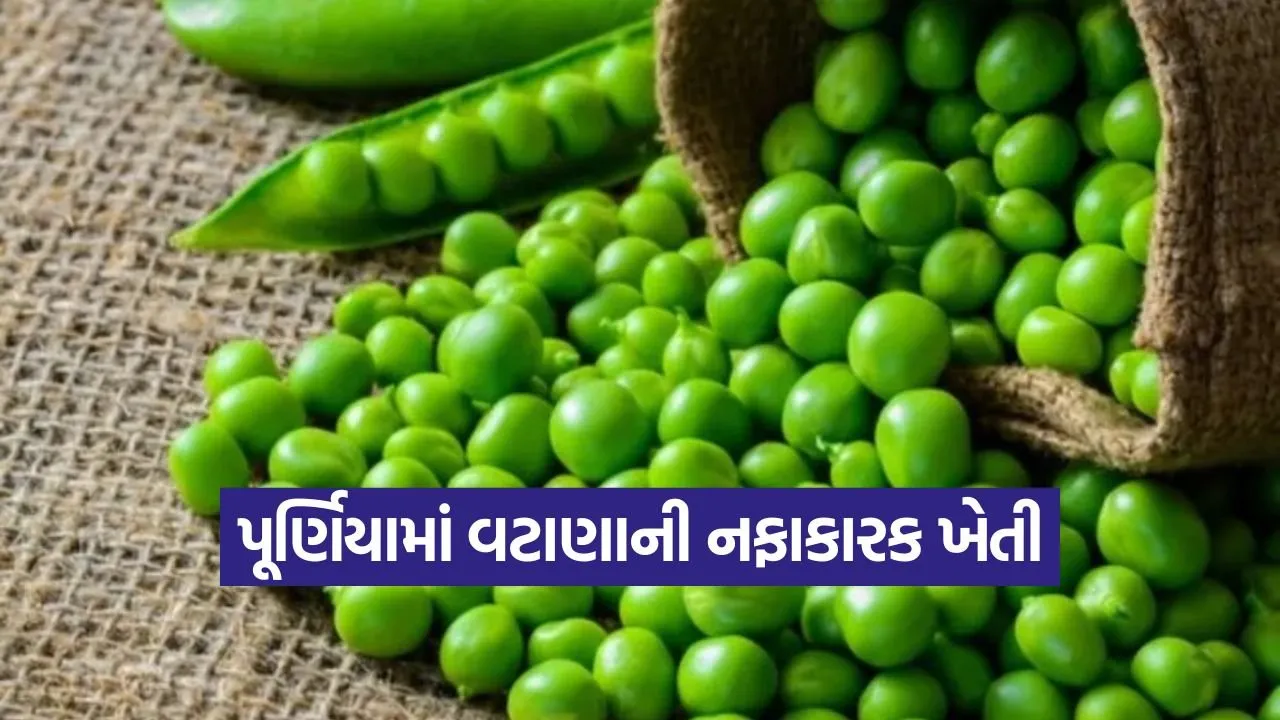 green pea cultivation 1.jpg