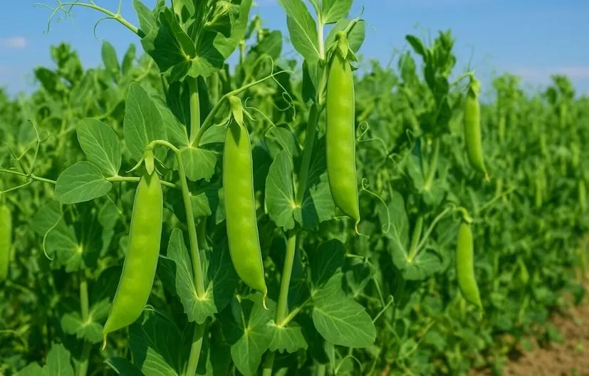 પૂર્ણિયામાં વટાણાની ખેતી બની વધુ નફાકારક, ઉચ્ચ ગુણવત્તાના બીજથી ખેડૂતોને મળતું મજબૂત ઉત્પાદન 2 green pea cultivation 1.png