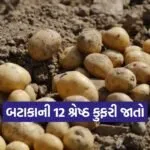 potato cultivation varieties 1