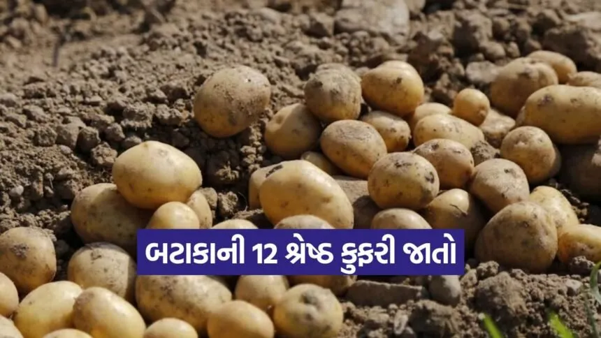 potato cultivation varieties 1