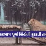 junagadh lion wellness sakkarbagh zoo 1