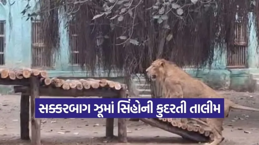 junagadh lion wellness sakkarbagh zoo 1