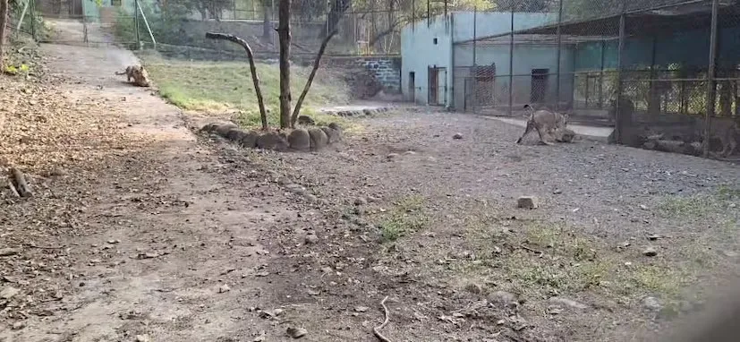 જુનાગઢના સક્કરબાગ ઝૂમાં સિંહોની તંદુરસ્તી જાળવવા અનોખો કાર્યક્રમ શરૂ 2 junagadh lion wellness sakkarbagh zoo 1.png