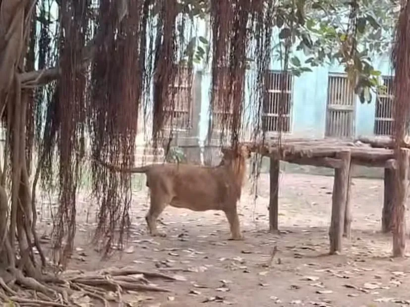 જુનાગઢના સક્કરબાગ ઝૂમાં સિંહોની તંદુરસ્તી જાળવવા અનોખો કાર્યક્રમ શરૂ 3 junagadh lion wellness sakkarbagh zoo 2.png