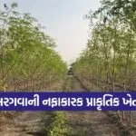 bhavnagar natural farming 1