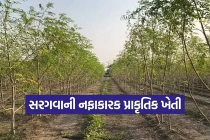 bhavnagar natural farming 1