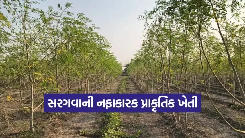 bhavnagar natural farming 1