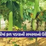 bottle gourd fruit drop remedy 1