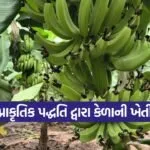 bhavnagar natural banana farming 1