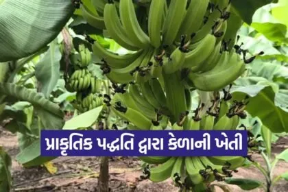 bhavnagar natural banana farming 1