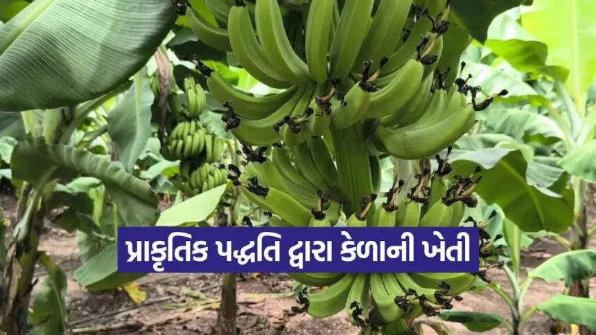 bhavnagar natural banana farming 1