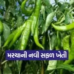 bhavnagar chilli farming 1
