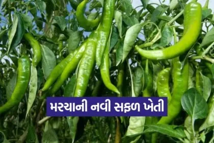bhavnagar chilli farming 1