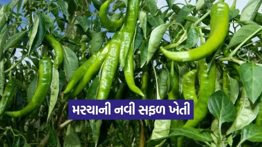 bhavnagar chilli farming 1