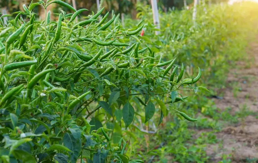 bhavnagar chilli farming 1.png