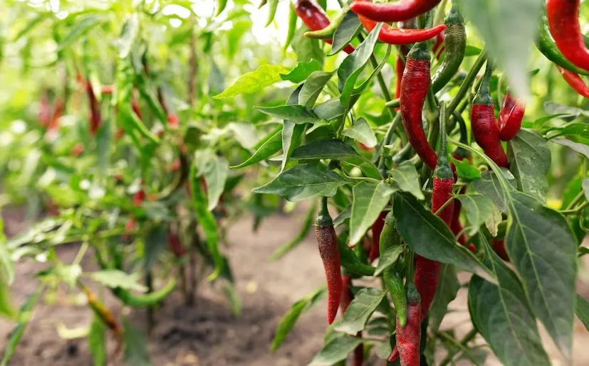bhavnagar chilli farming 2.png