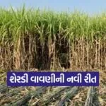 sugarcane winter sowing India 1