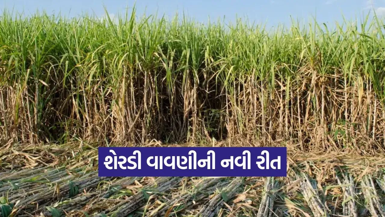 sugarcane winter sowing India 1.jpg