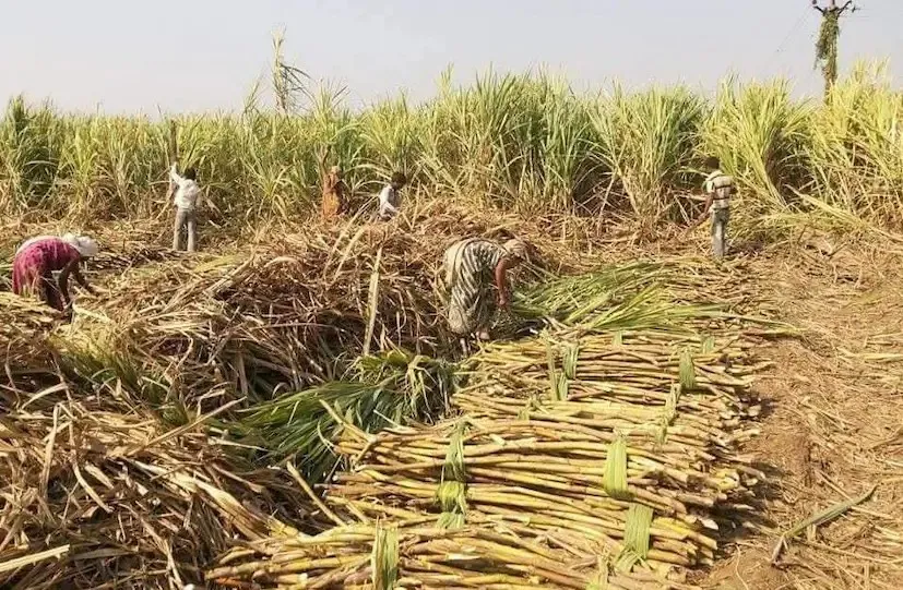 sugarcane winter sowing India 2.png