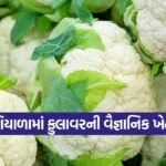 cauliflower winter farming 1